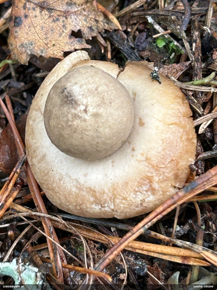 Zemeszvaigzne (nenoteikta)