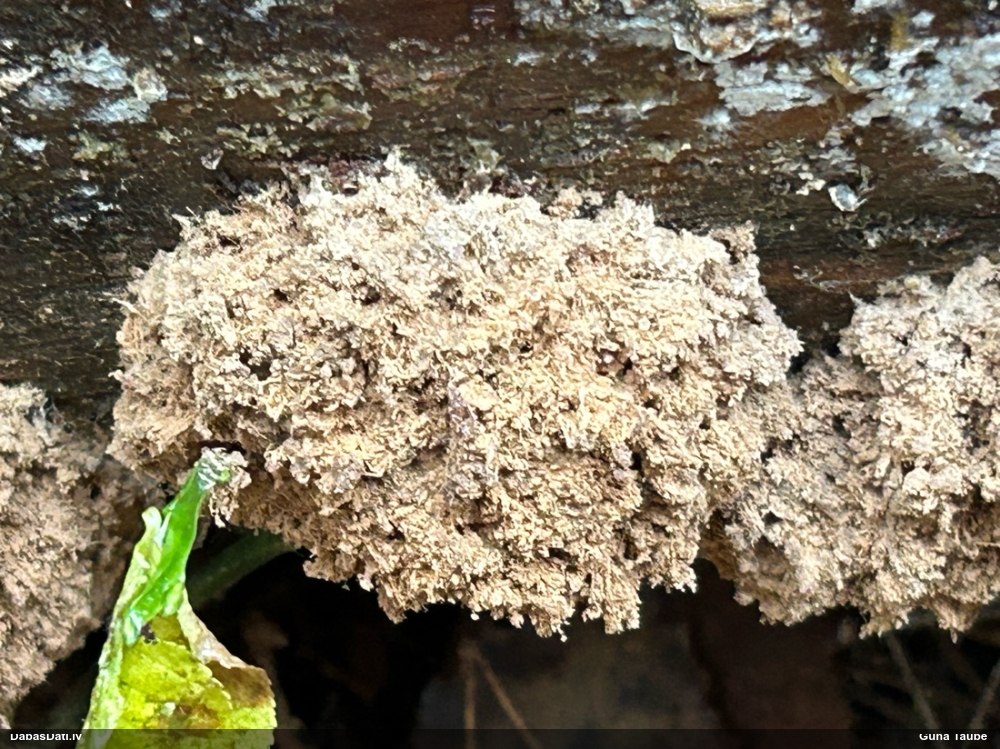 Aveņgļotsēne (nenoteikta)