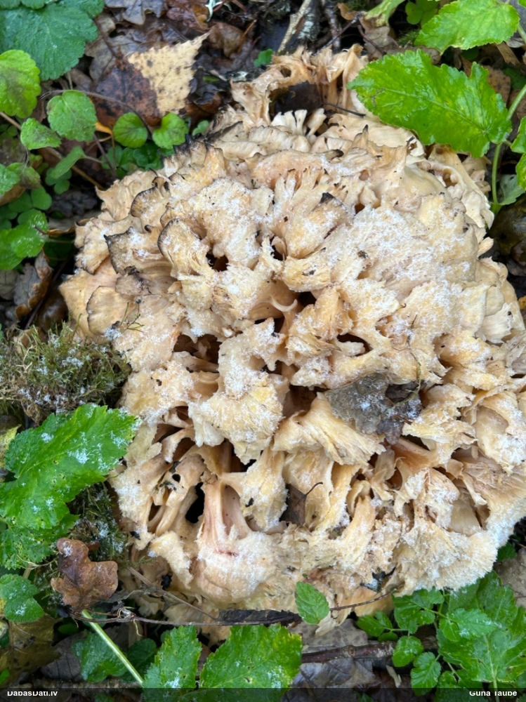 Daivainā čemurene