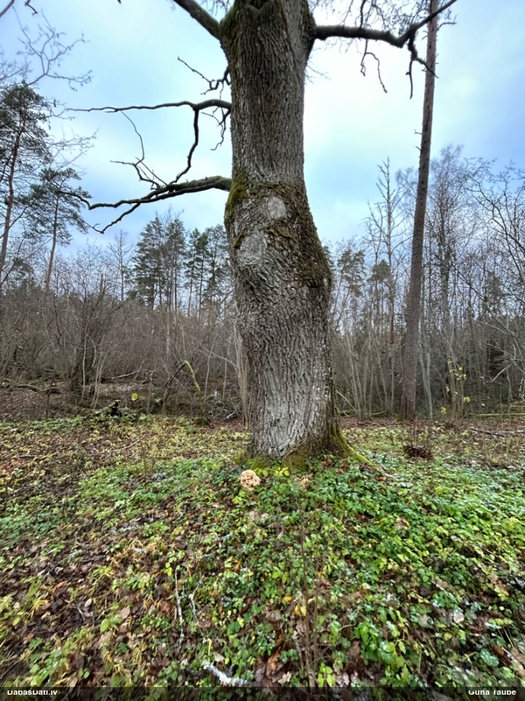 Daivainā čemurene