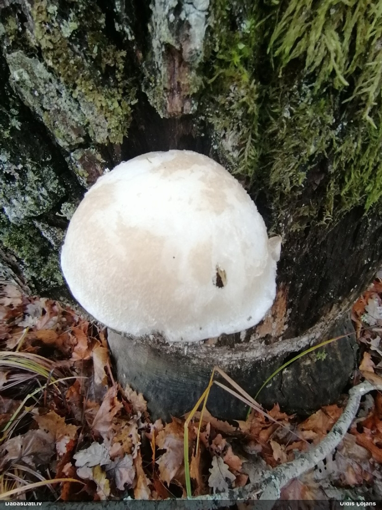 Ozolu sānause