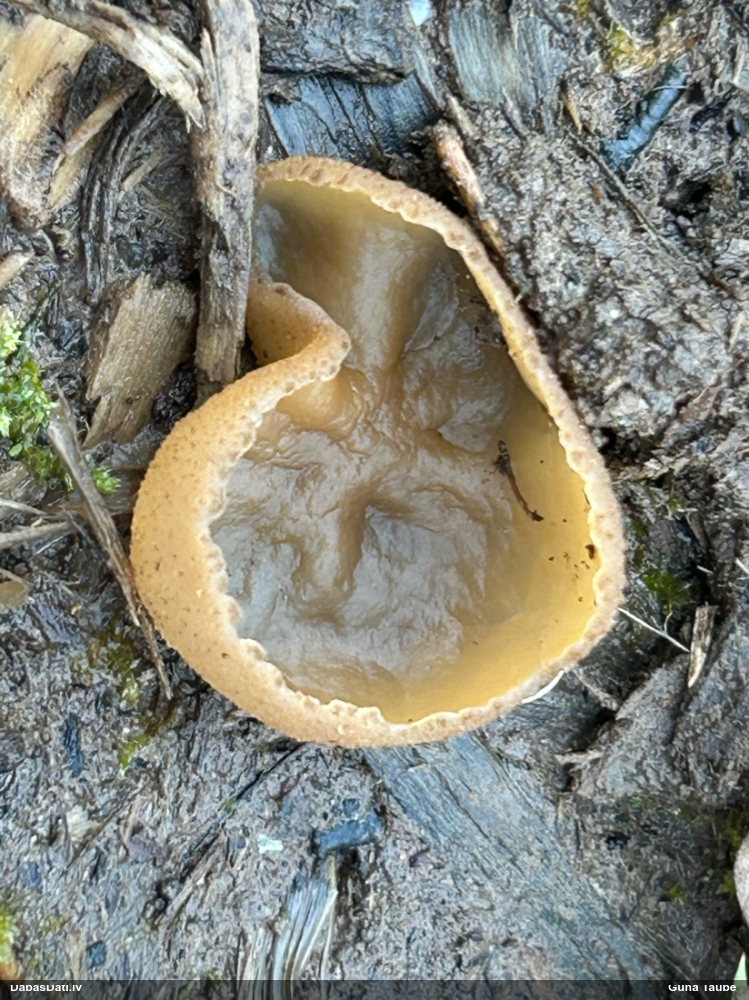 Kausveida sēne (nenoteikta)