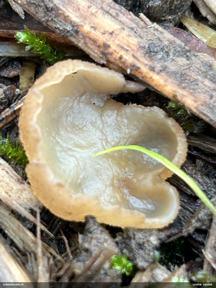 Kausveida sēne (nenoteikta)