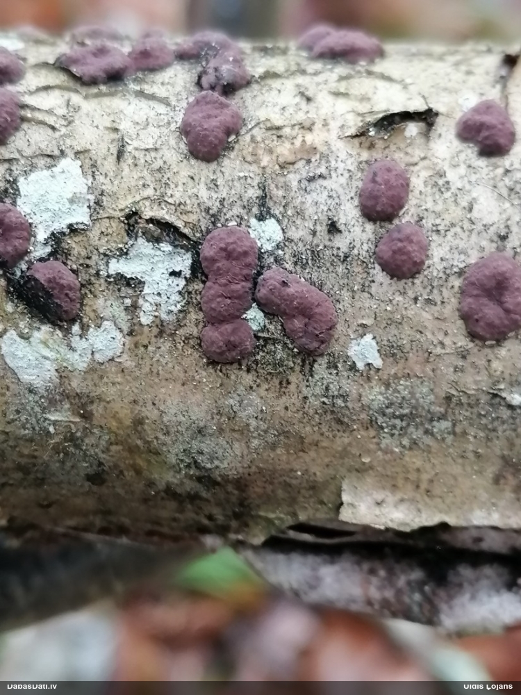 Sēne Hypoxylon fuscum