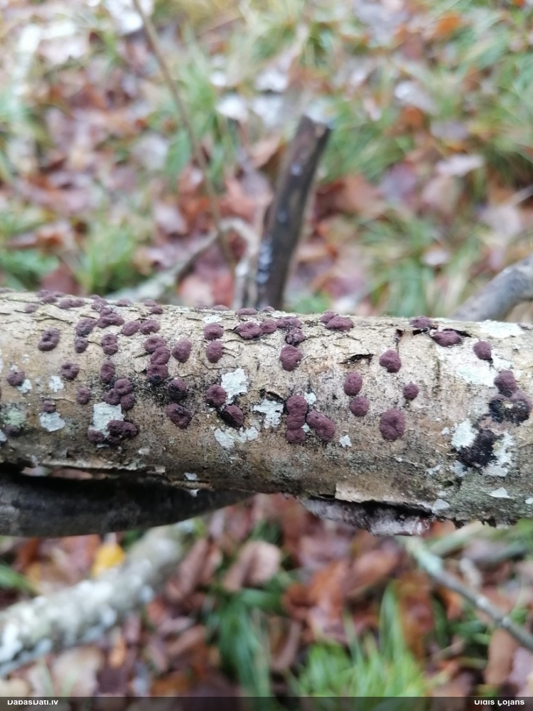 Sēne Hypoxylon fuscum