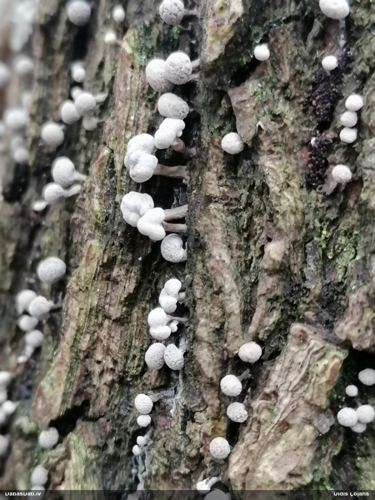 Dižskābaržu fleogena