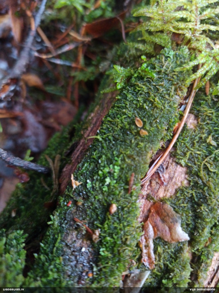 Kurkulīte (nenoteikta)