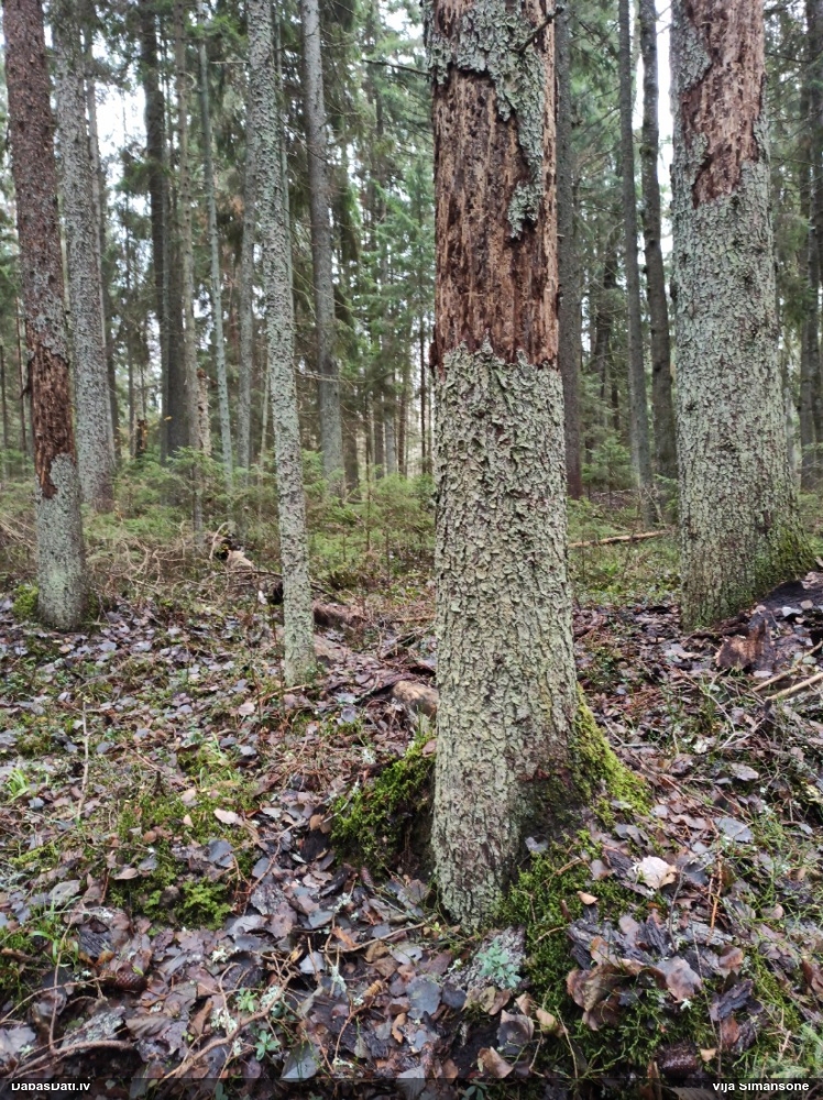 Trauslā leokarpa