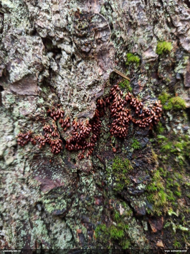 Trauslā leokarpa