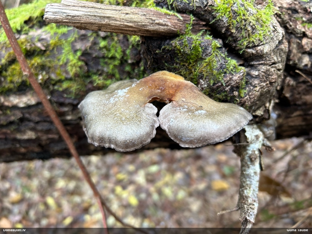 Vēlā pundurkamolene