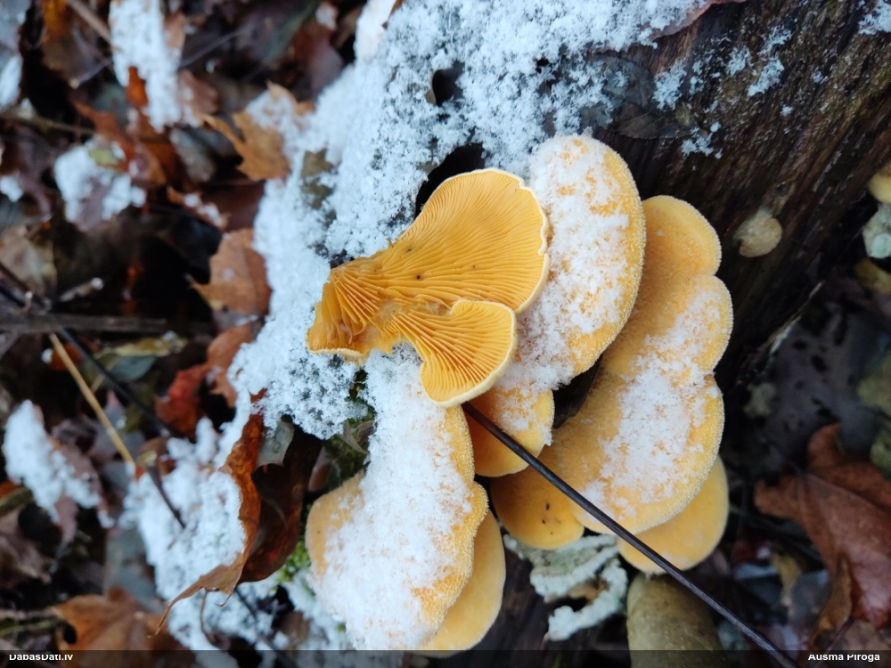 Oranžā puslocene