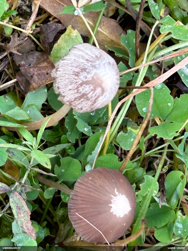 Spīgulīte (nenoteikta)