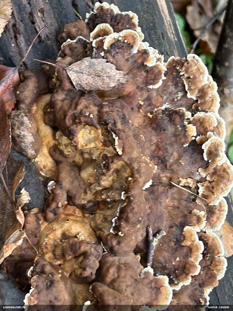 Piepe (nenoteikta)