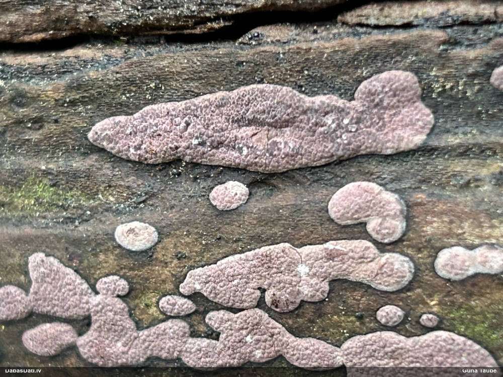 Koksnene Hypoxylon vogesiacum