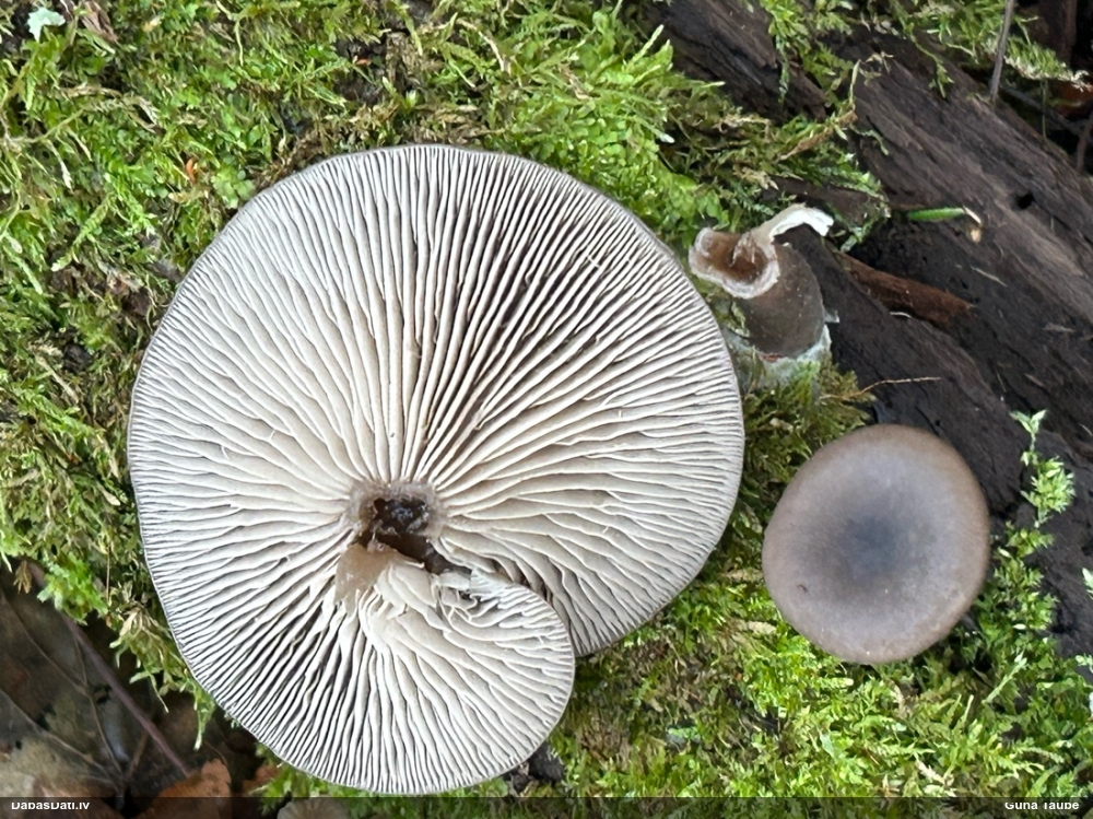 Kausveida skaistgalvene