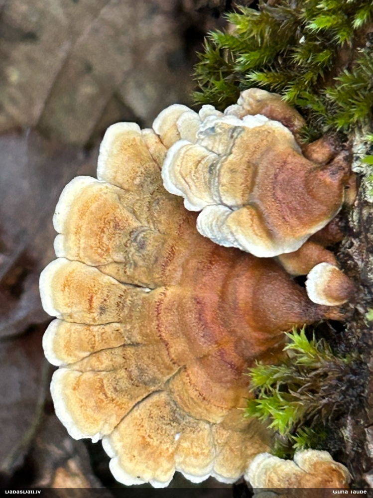 Cirtainā kroklapīte