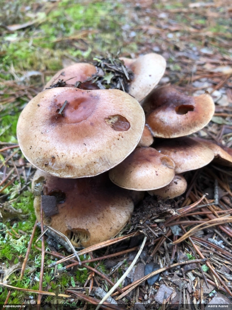 Brūnvidus bārkstmale