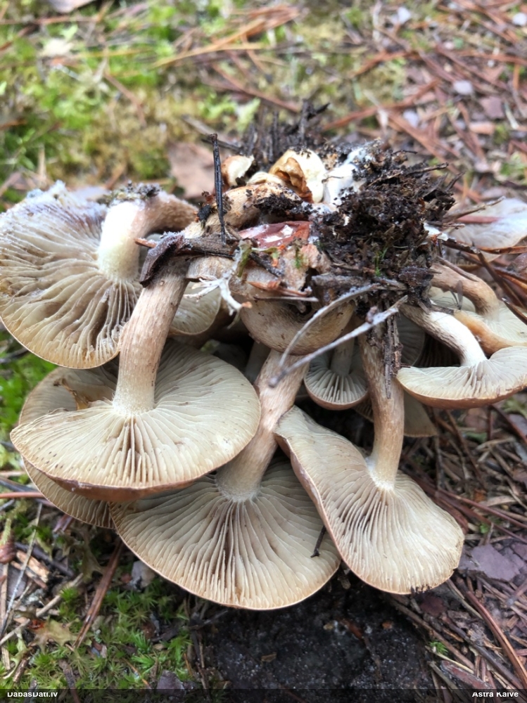 Brūnvidus bārkstmale