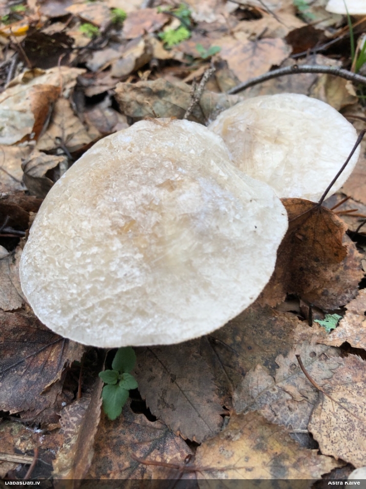 Dūmainā aplocene, piltuvene, liepene