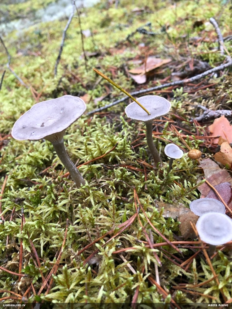 Kuprainā gailenīte
