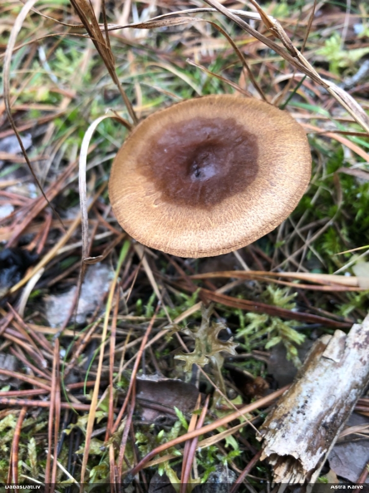 Tīmeklene Cortinarius sp.