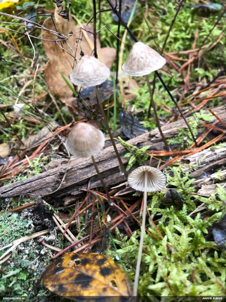 Sēntiņa (nenoteikta)