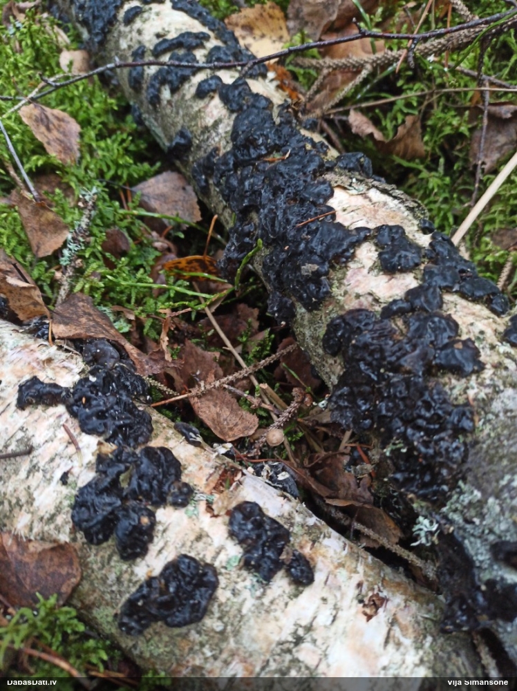 Black Jelly Roll