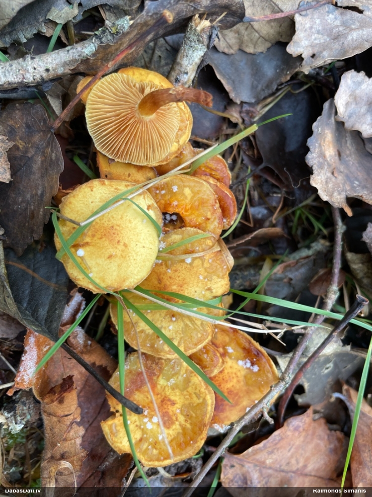 Sērsēne (nenoteikta)