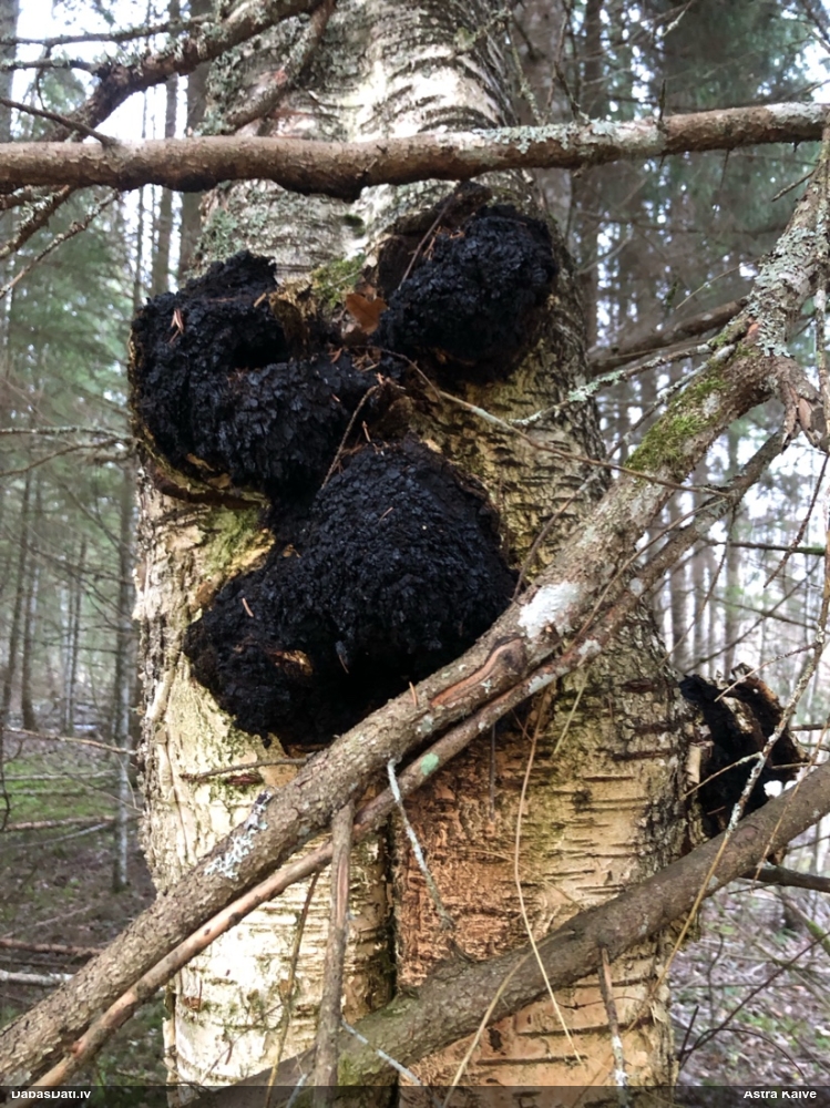 Melnā spulgpiepe, čaga