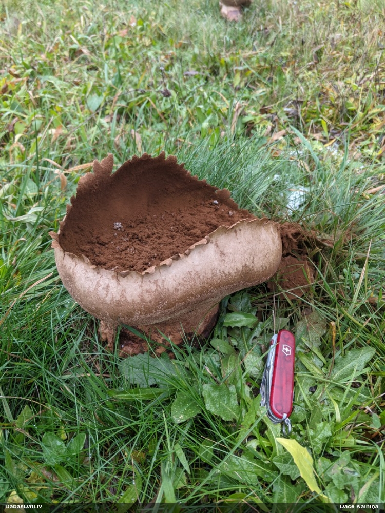 Parastais zaķpūpēdis