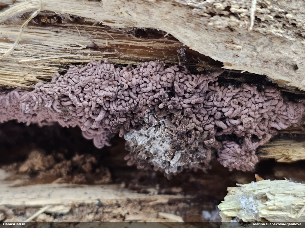 Ķeizariskā sprodzīte