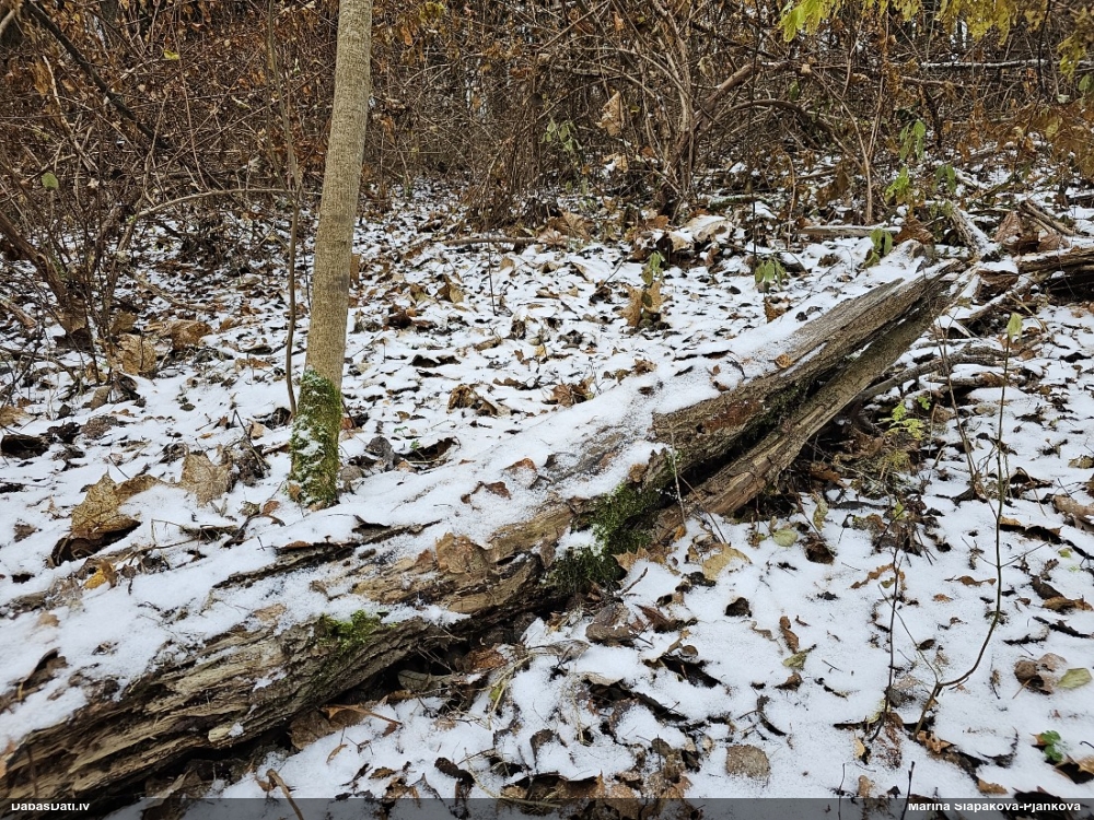 Ķeizariskā sprodzīte