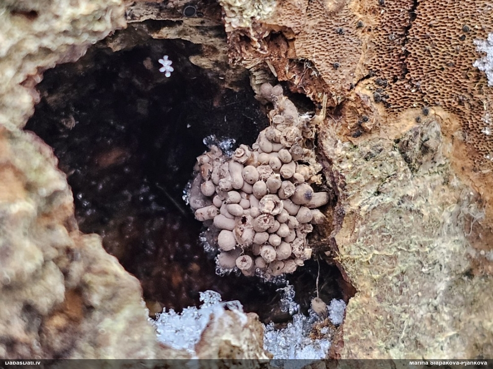 Ķeizariskā sprodzīte