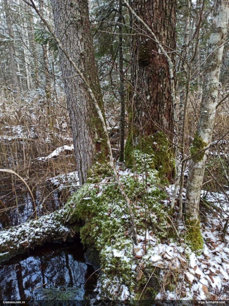 Tamariska frulānija