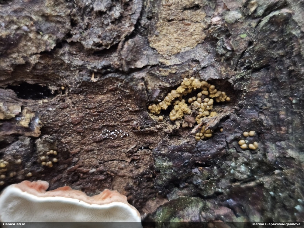 Trihija, hemitrihija (nenoteikta)