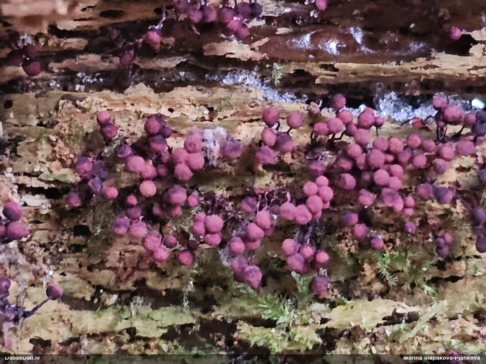 Purpura lākturīte