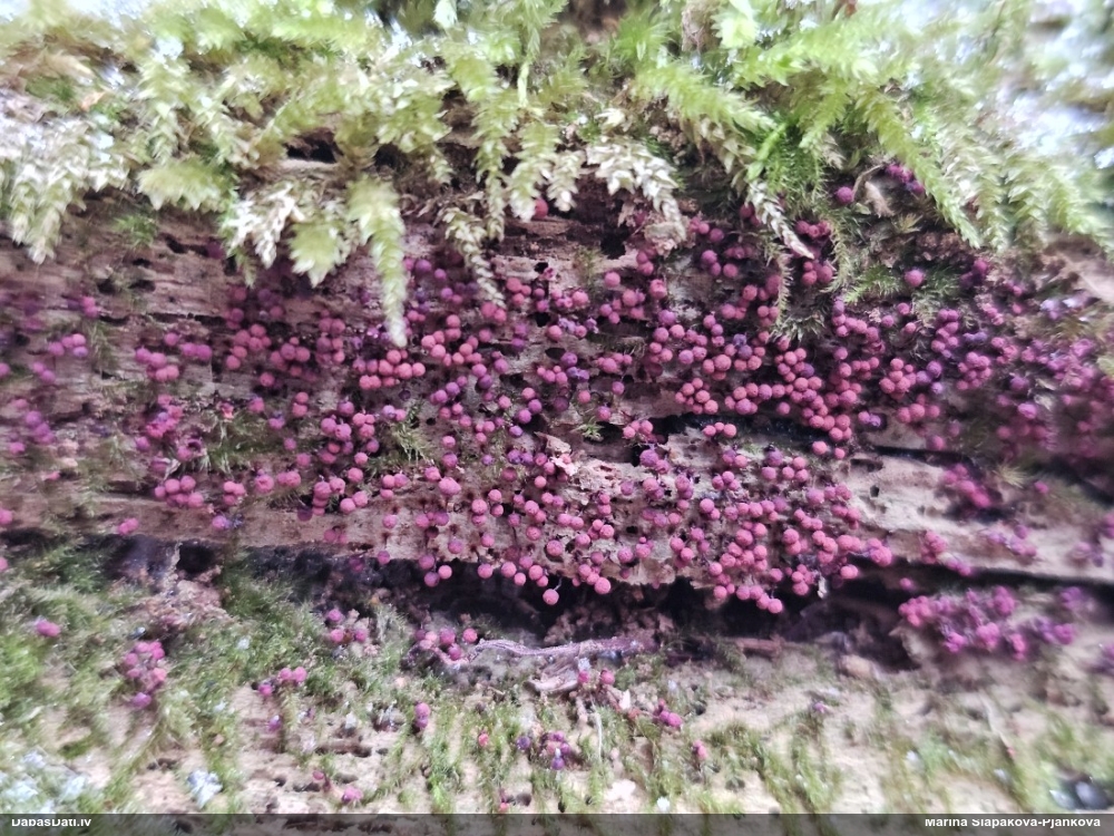 Purpura lākturīte