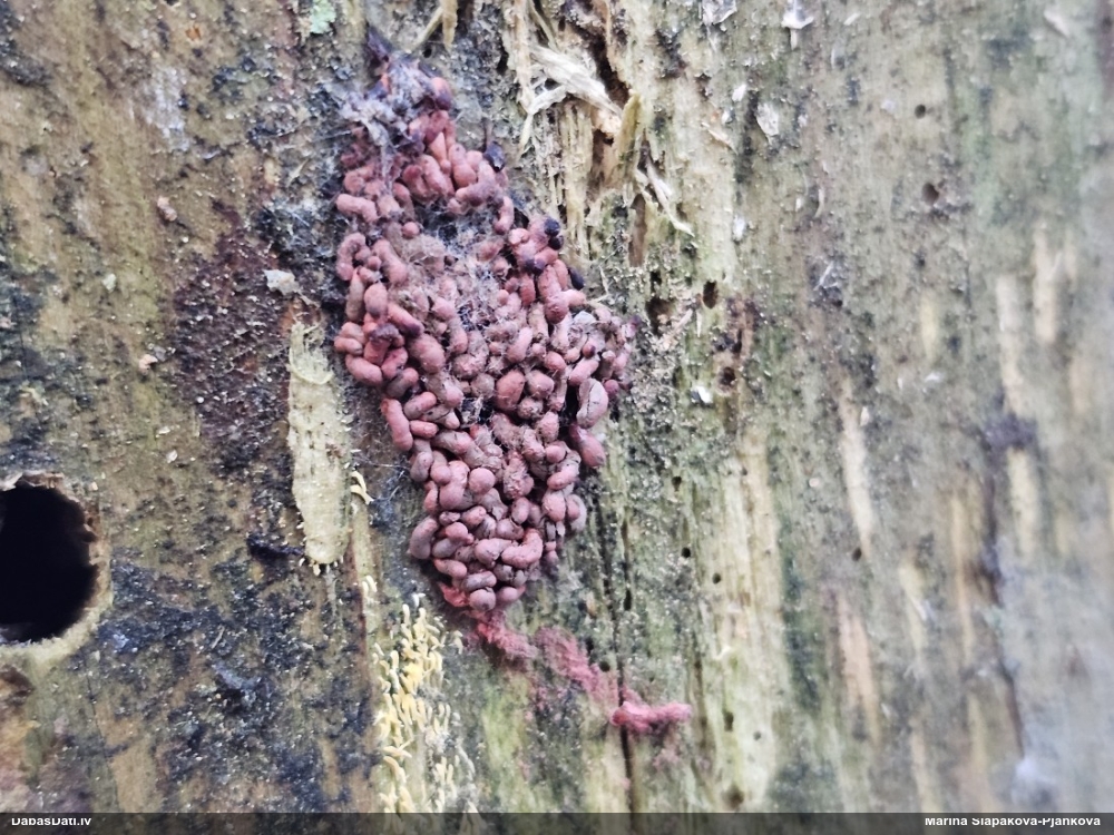 Sardelīšu sprodzīte