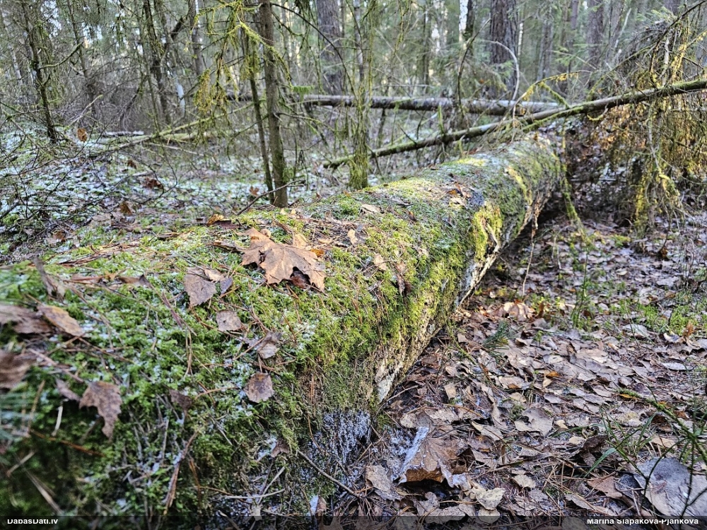 Badhāmija (nenoteikta)