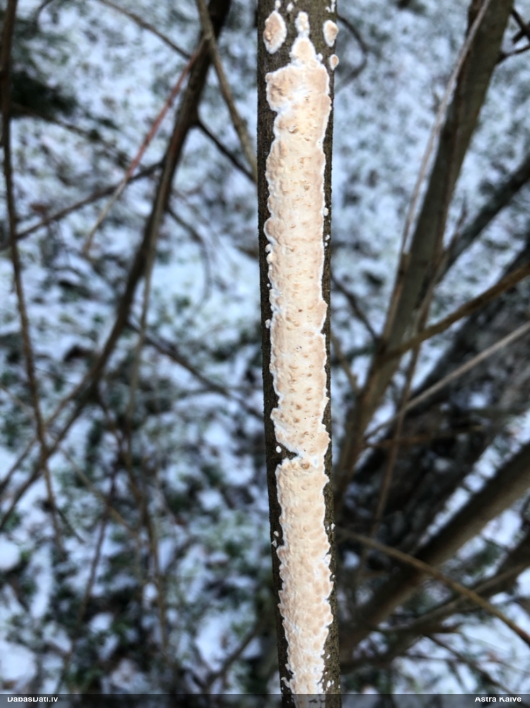 Klājeniska sēne (nenoteikta)