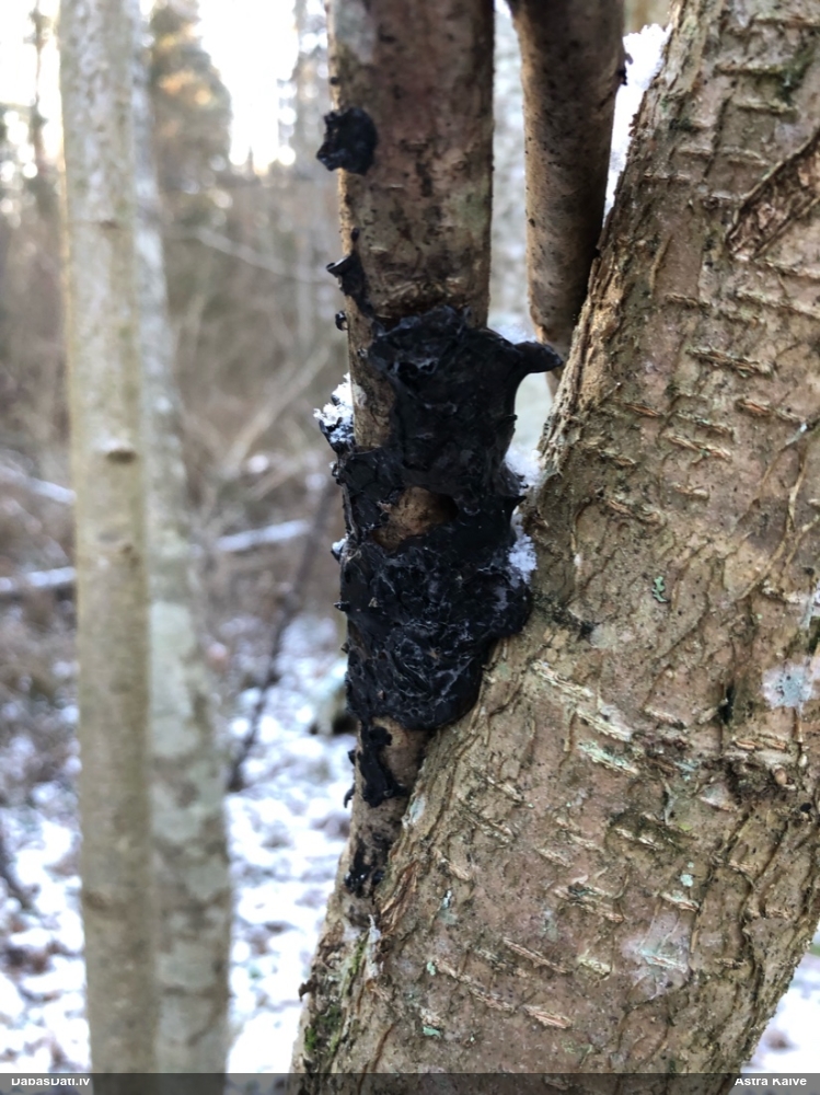 Black Jelly Roll