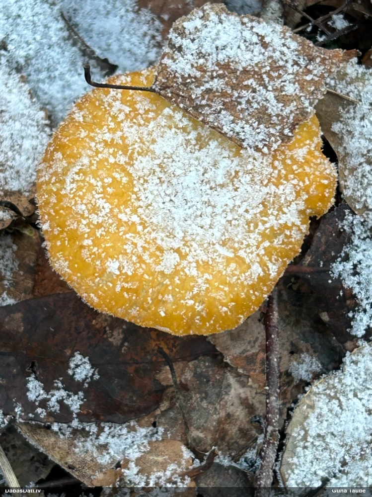 Parastā gailene