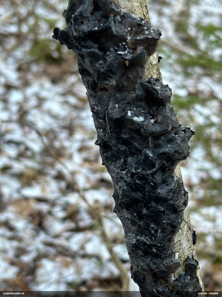 Black Jelly Roll