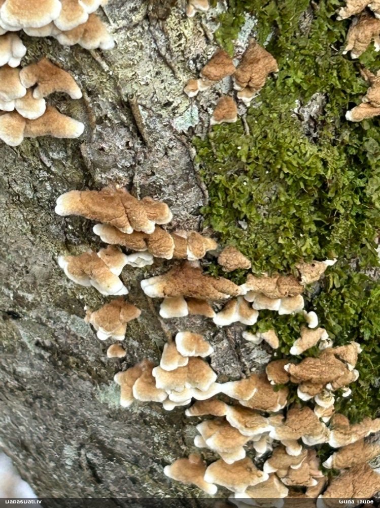 Cirtainā kroklapīte