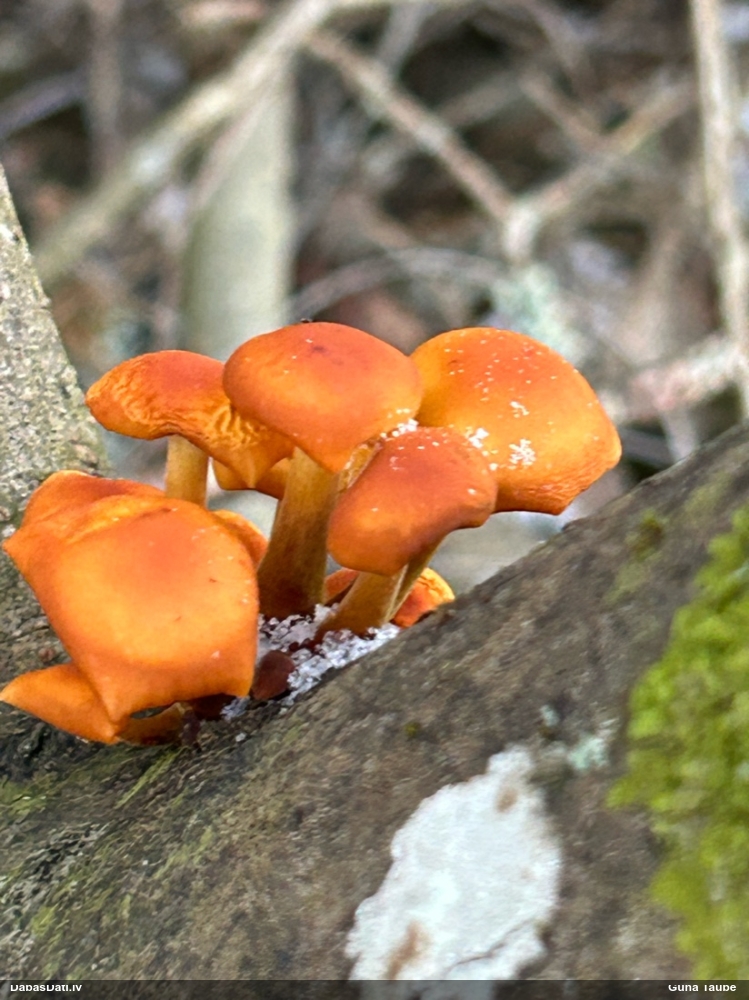 Samtainā ziemene (ziemas celmene)