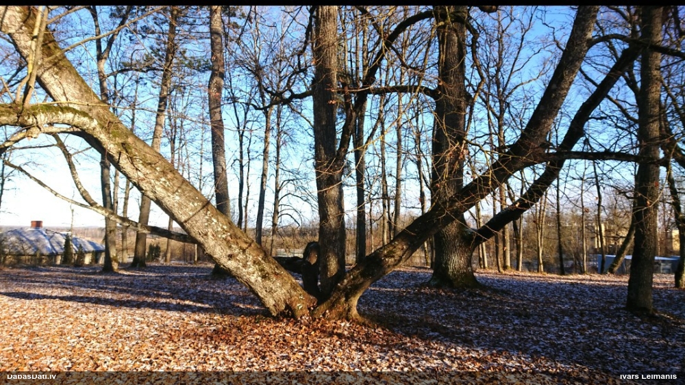 Daudzvācelīšu leskeja