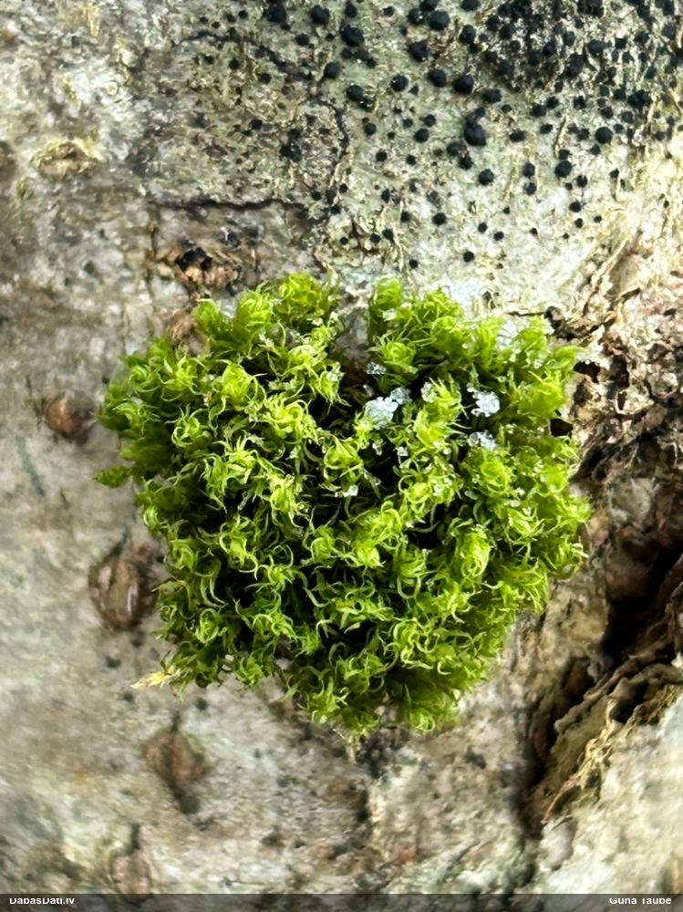 Vidējā sprogaine