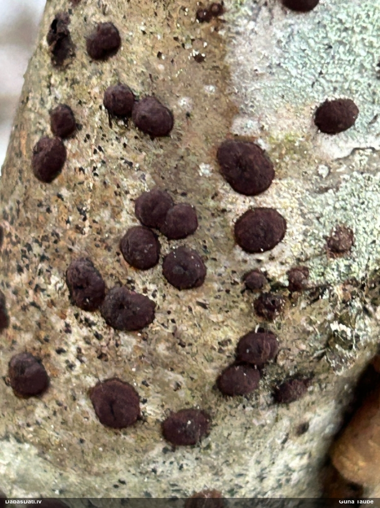 Koksnene Hypoxylon petriniae