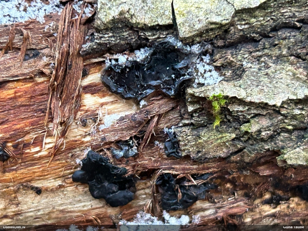 Black Jelly Roll