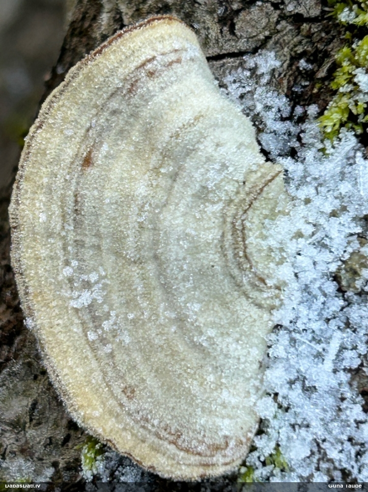 Dzeltenā tauriņpiepe